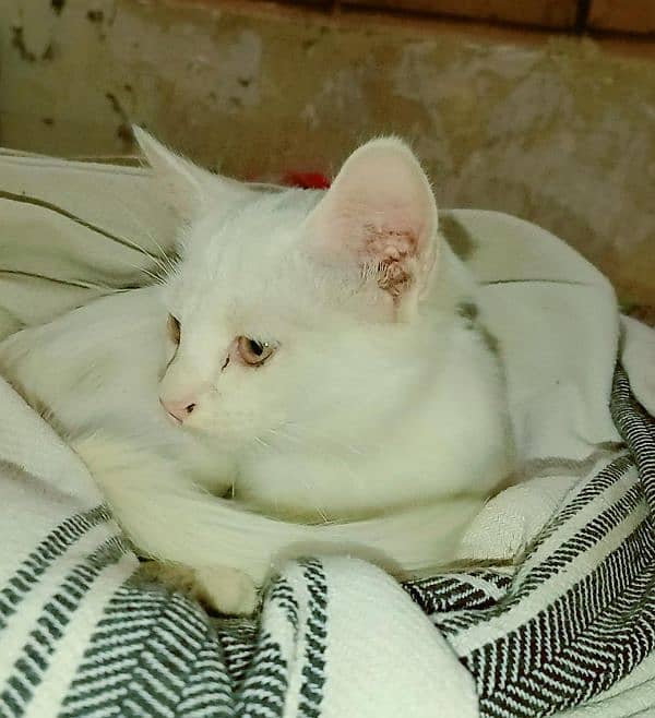 Persian kitten Female | White Persian Kitten | Playful & Healthy 3