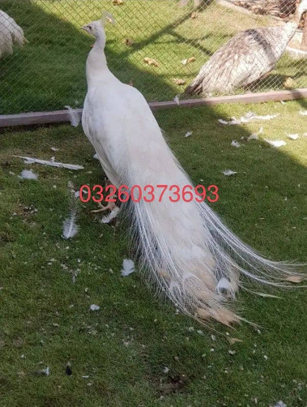 peacock urgent sale 0