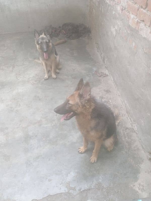 German shepherd male and female 8