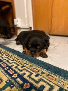 Rottweiler l Female/ Male Puppies for sale