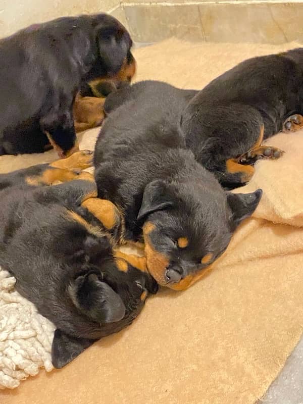 Rottweiler l Female/ Male Puppies for sale 1