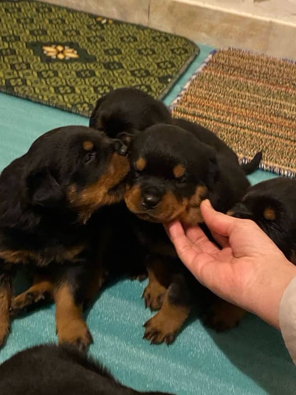 Rottweiler l Female/ Male Puppies for sale 2