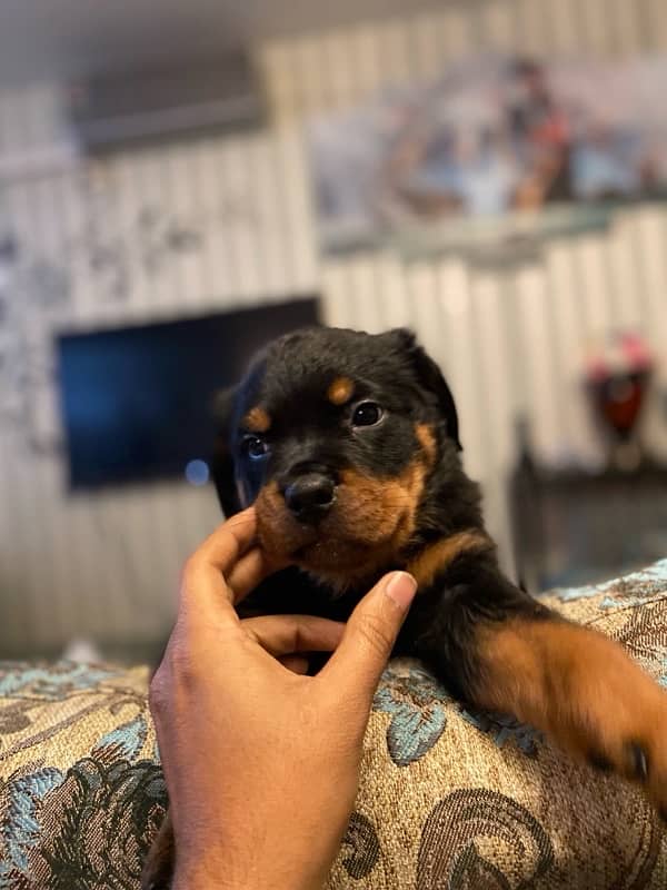 Rottweiler l Female/ Male Puppies for sale 3