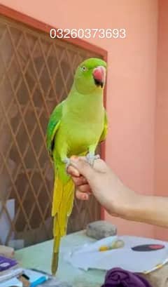 parrot urgent sale