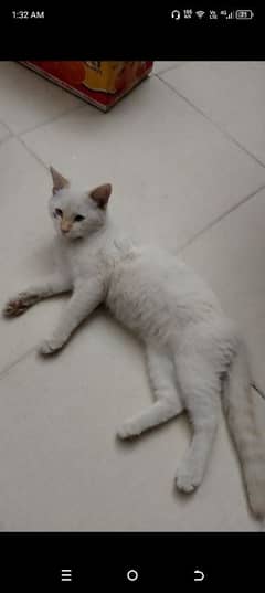 Malaysia cat