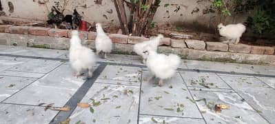 silkie chicks 3.5 months old