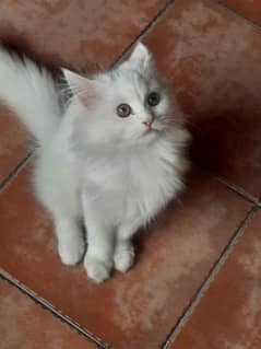 fluffy healthy active very playfull Deworming and 2 vaccine complete 0