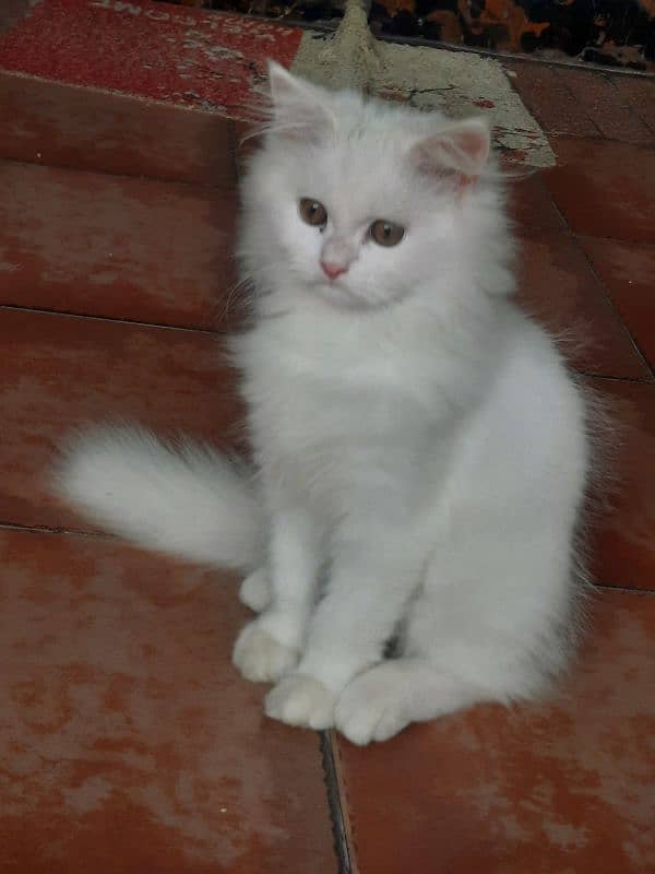 fluffy healthy active very playfull Deworming and 2 vaccine complete 2