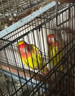 love birds mix common Latino r/E,green Fisher,blue Fisher,albino spilt