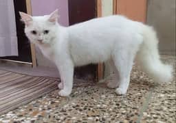 Persian cat 8 months age