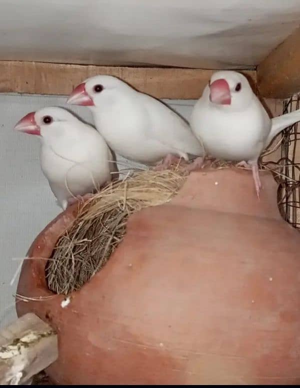 2 Breeder white females java with 1 breeder male pair 1