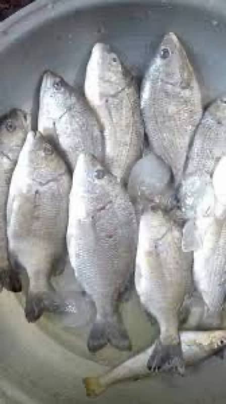 Fresh Fish 4