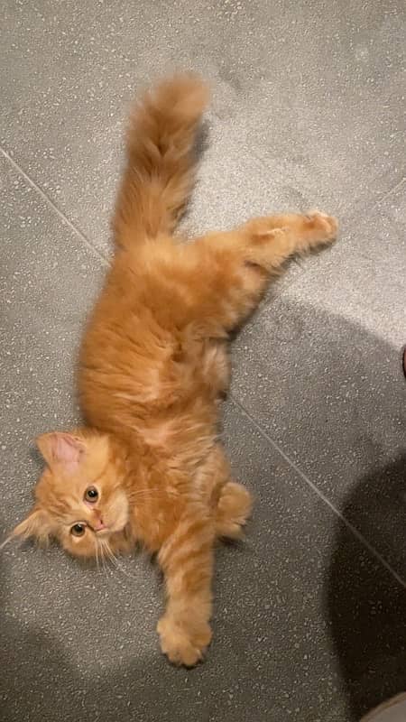 triple coated persian kitten for sale 0