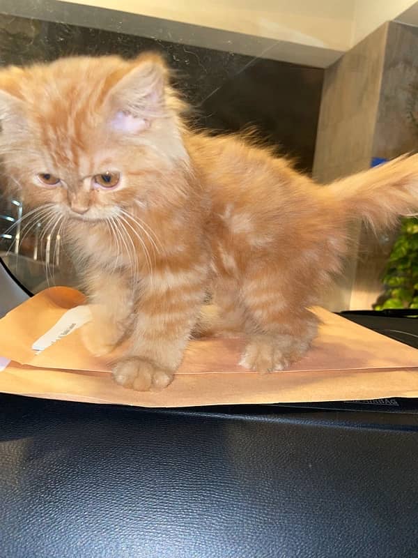 triple coated persian kitten for sale 1