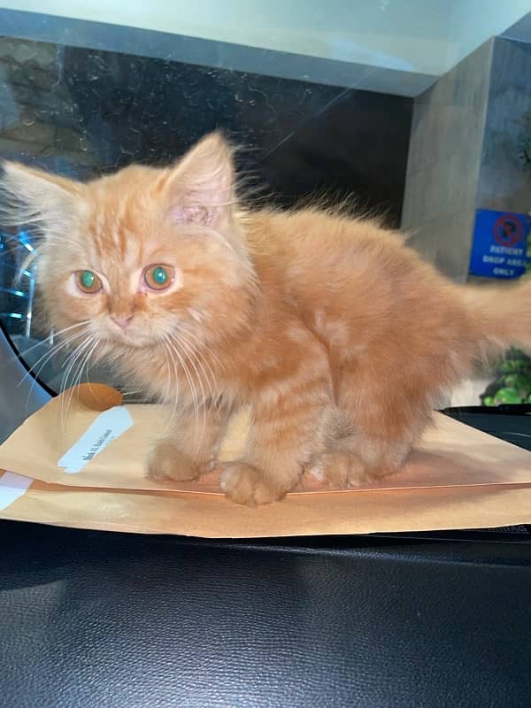 triple coated persian kitten for sale 2