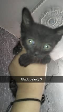 kittens for sale born at home 3 one big male