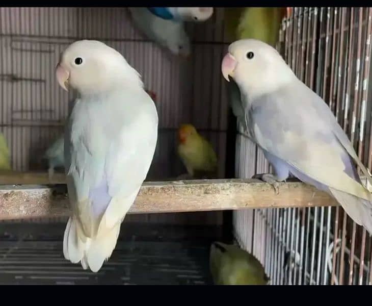 blue pastl ino confirm breeder 5 pair pr pair 3500 0