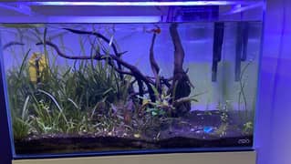 Planted ADA aquarium with new stand for sale 0