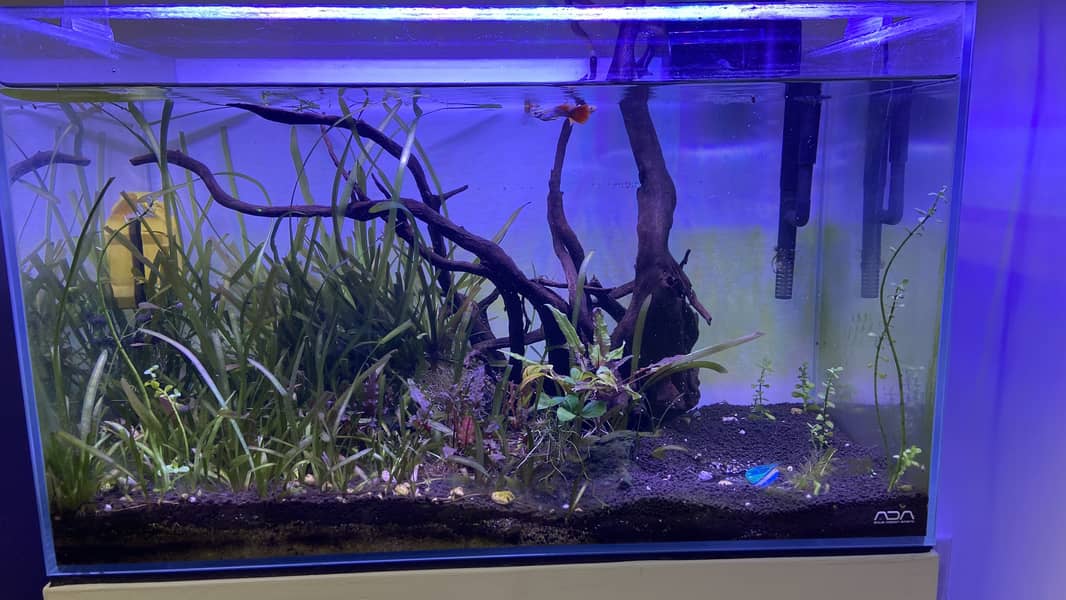 Planted ADA aquarium with new stand for sale 0