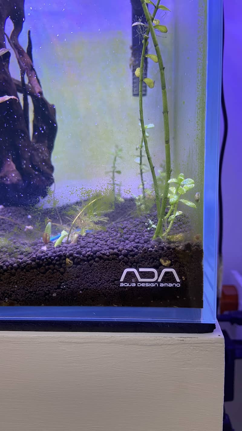 Planted ADA aquarium with new stand for sale 1