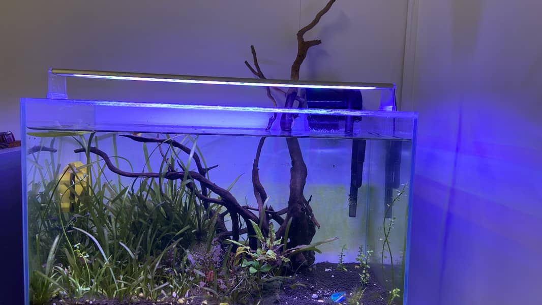 Planted ADA aquarium with new stand for sale 5