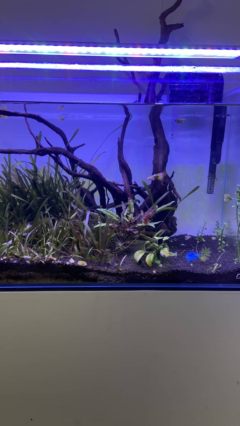 Planted ADA aquarium with new stand for sale 6