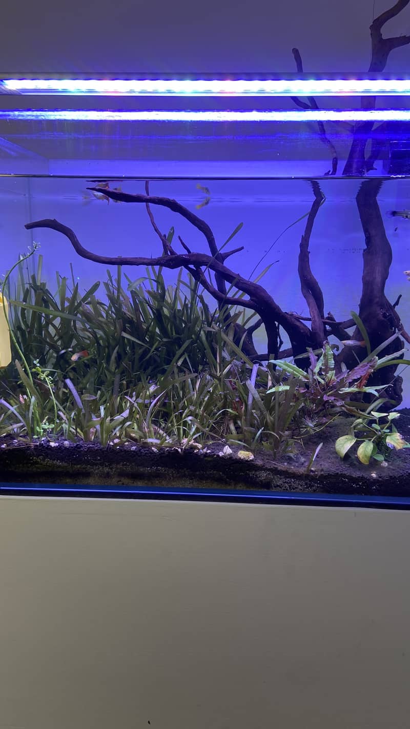 Planted ADA aquarium with new stand for sale 7