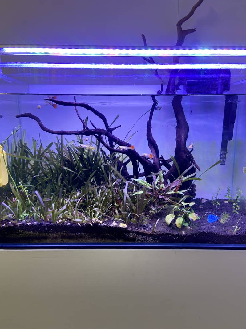 Planted ADA aquarium with new stand for sale 8