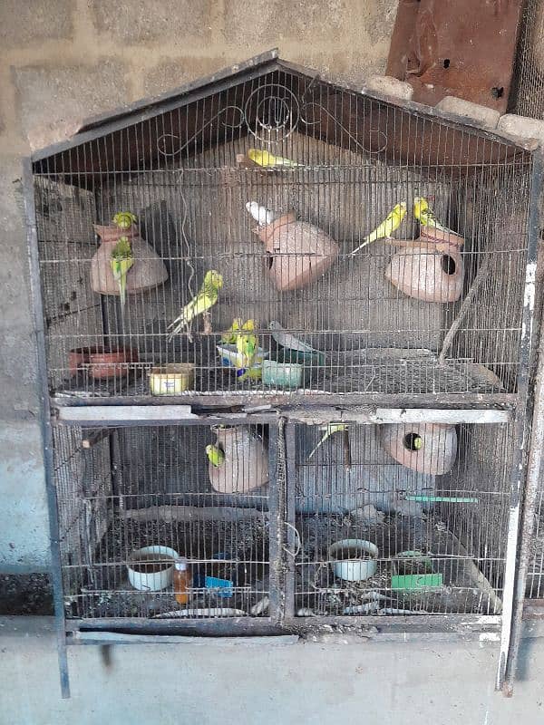 birds cages 4