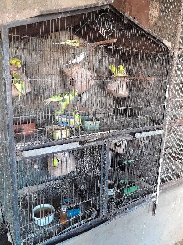 birds cages 5