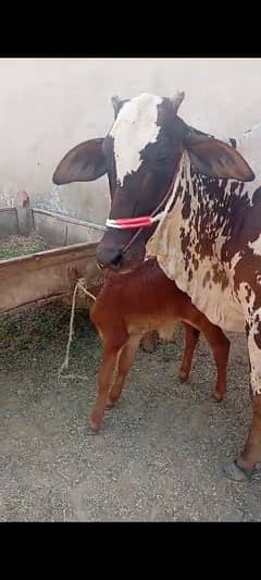 sahiwal cow 4 years with baby