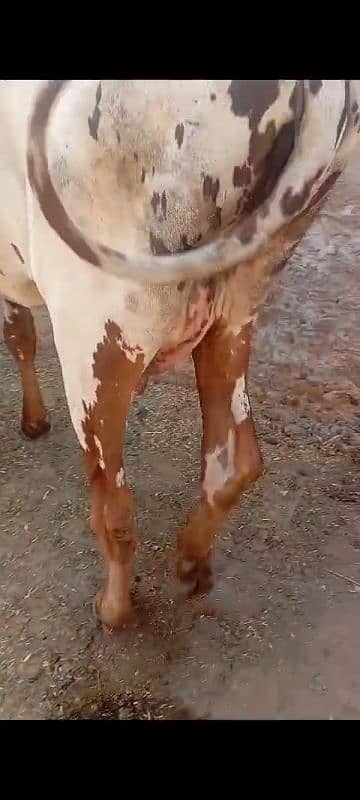 sahiwal cow 4 years with baby 1