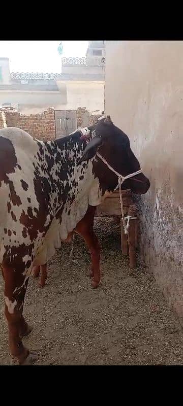 sahiwal cow 4 years with baby 2