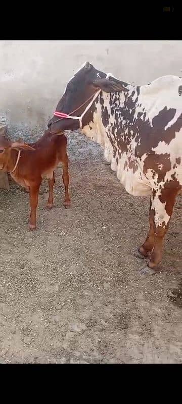 sahiwal cow 4 years with baby 3