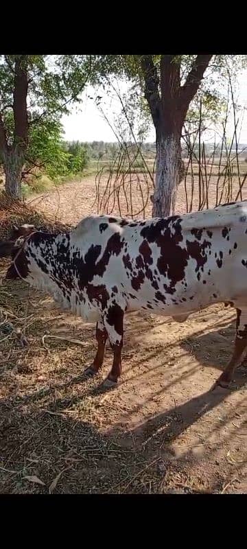 sahiwal cow 4 years with baby 6