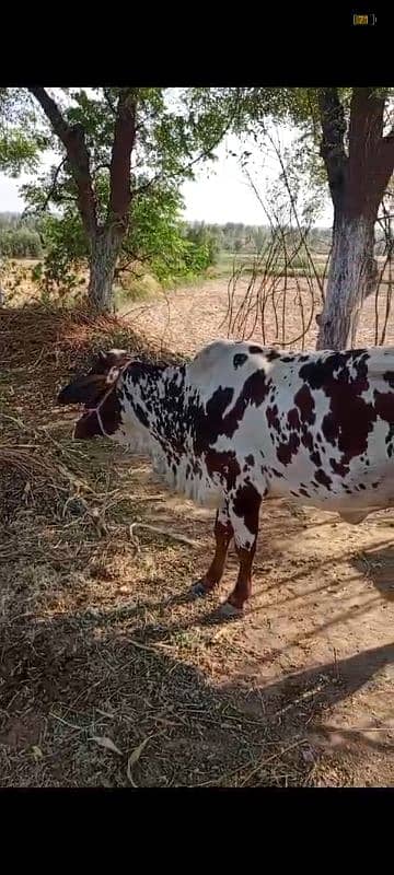 sahiwal cow 4 years with baby 7