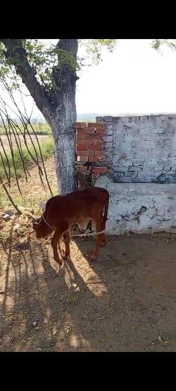 sahiwal cow 4 years with baby 8