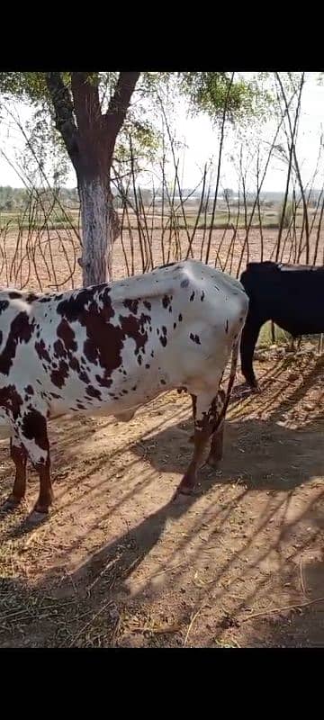 sahiwal cow 4 years with baby 9