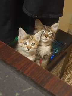 Adorable 2 kittens for adoption 0