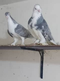 Silver Sherazi pair