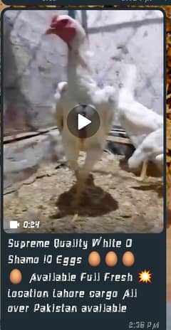 White shamo egg sale