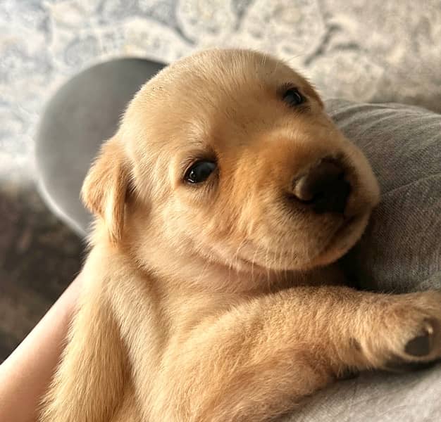 2 Month Old Labrador - Playful & Healthy 0