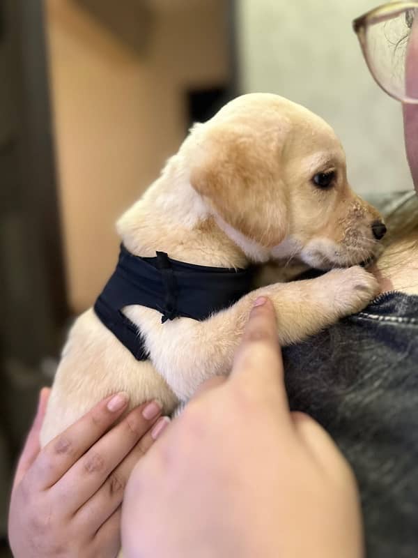 2 Month Old Labrador - Playful & Healthy 1