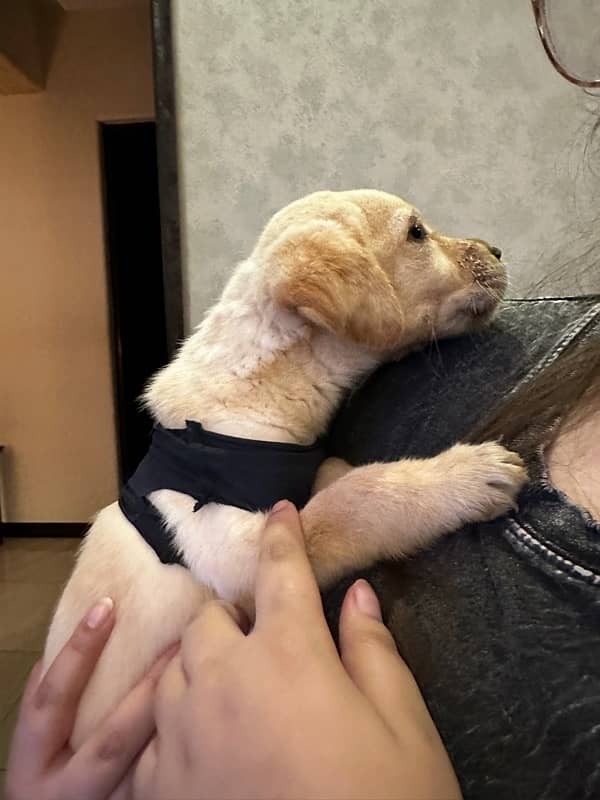 2 Month Old Labrador - Playful & Healthy 2