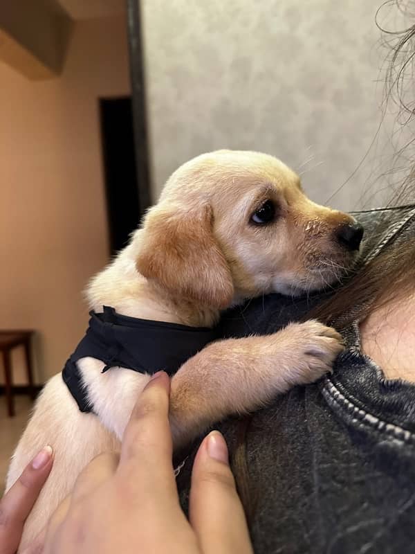 2 Month Old Labrador - Playful & Healthy 3