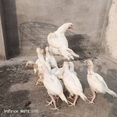 heera aseel chicks