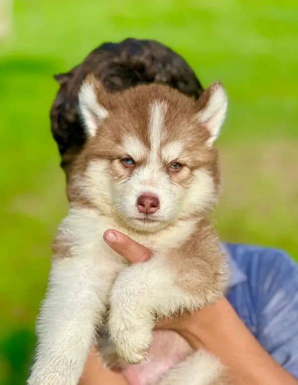 Siberian husky puppi Argent Sailing Me 0