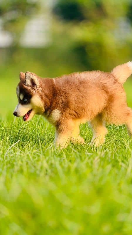 Siberian husky puppi Argent Sailing Me 1