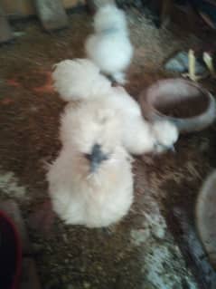 silkie one male five female 0