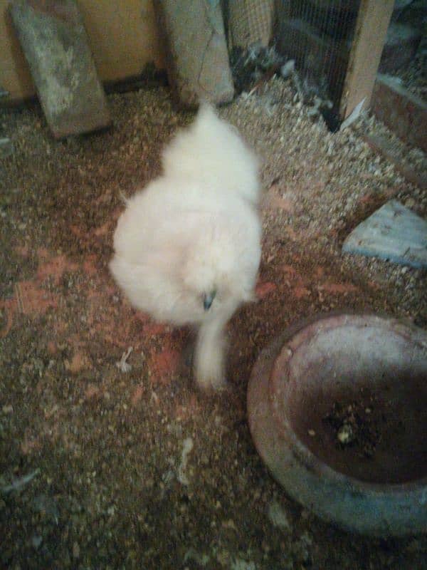 silkie one male five female 2